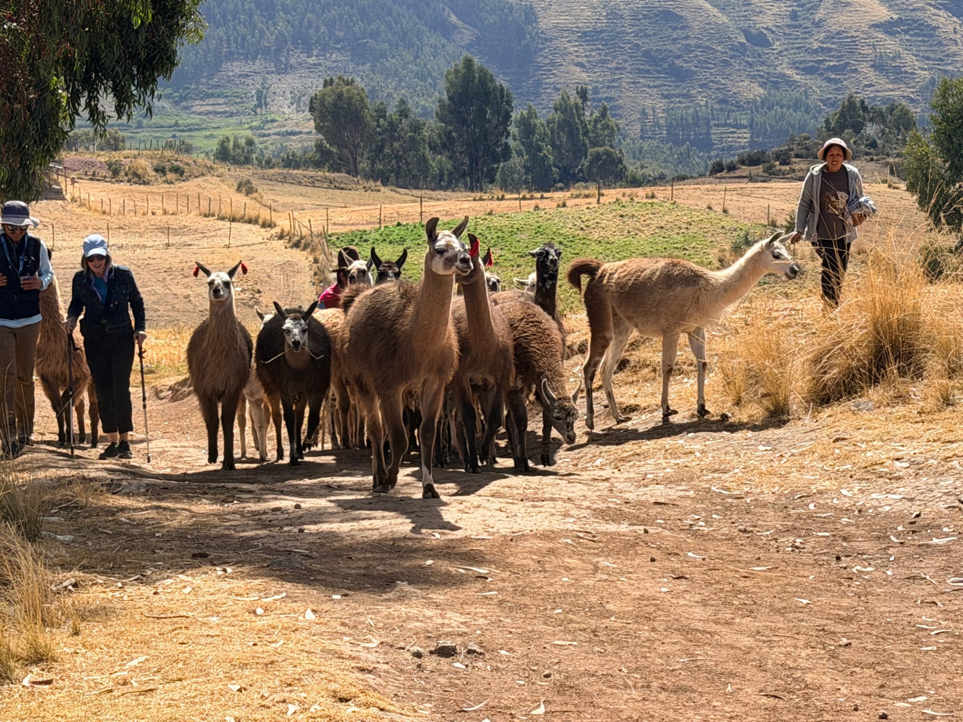 Llamas and hikers on a dry mountain path with terraced hills behind