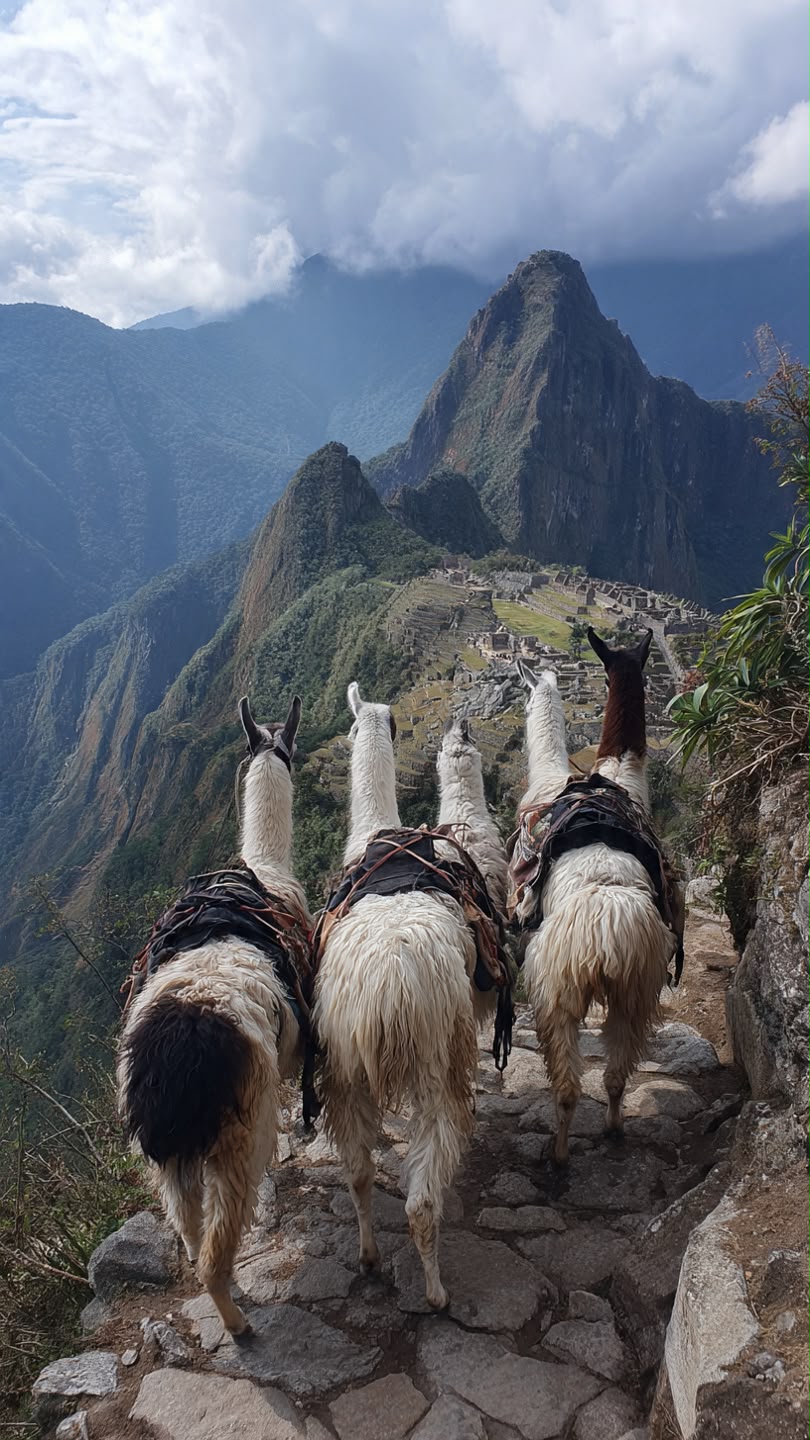 Pack llamas walking the stone path above Machu Picchu with Huayna Picchu behind